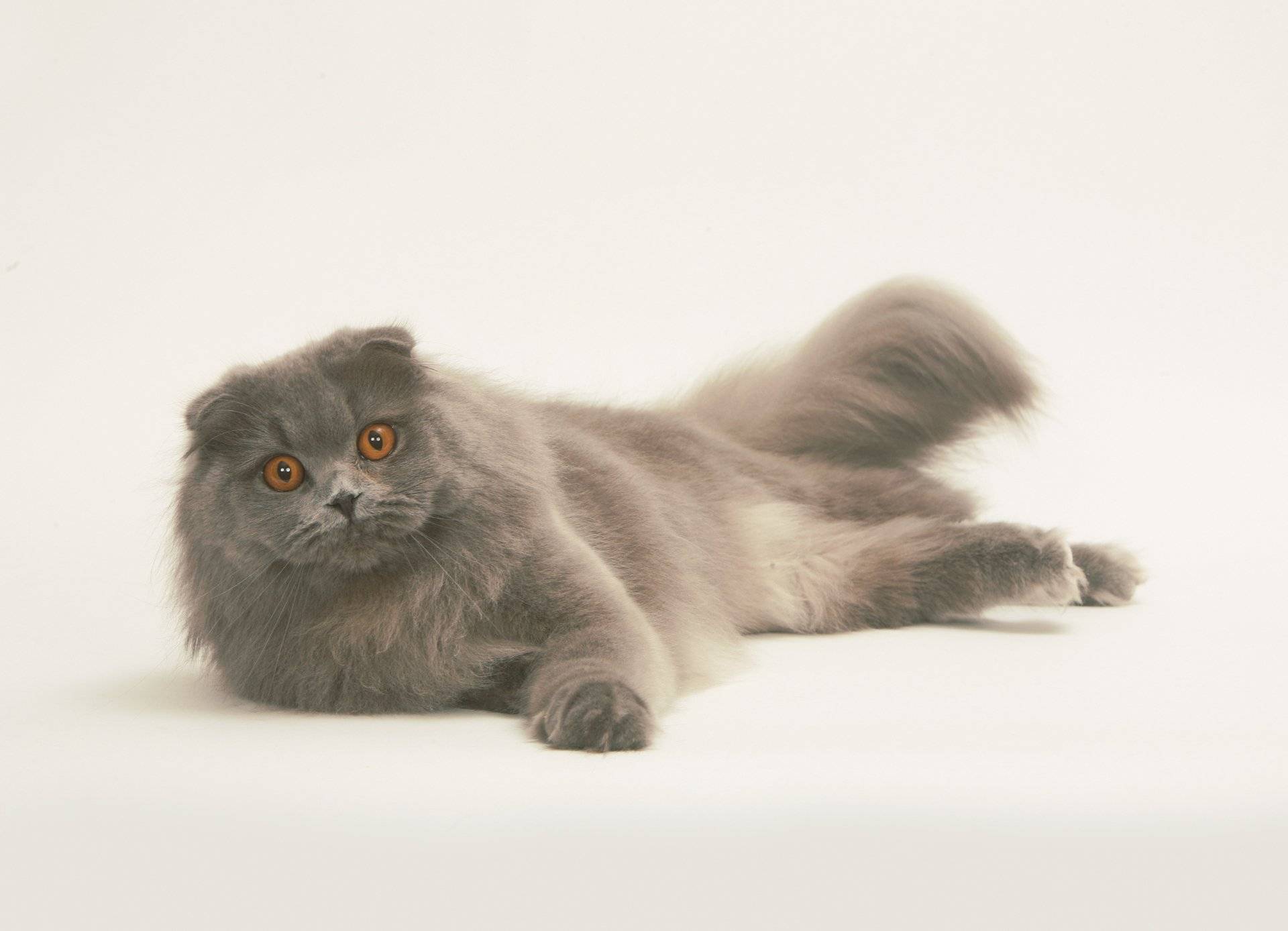 Шотландская длинношерстная прямоухая кошка хайленд-страйт: описание породы » муркотики