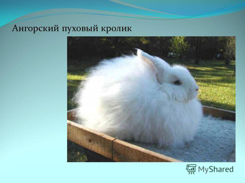 Ангорские пуховые кролики – описание и особенности содержания