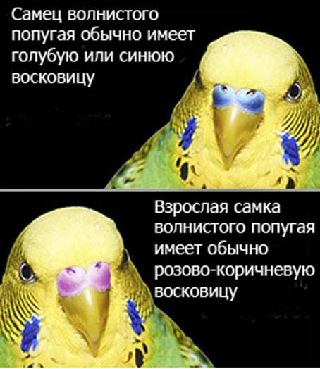 Рекомендации специалистов, как можно отличить самку от самца волнистого попугая разными методами