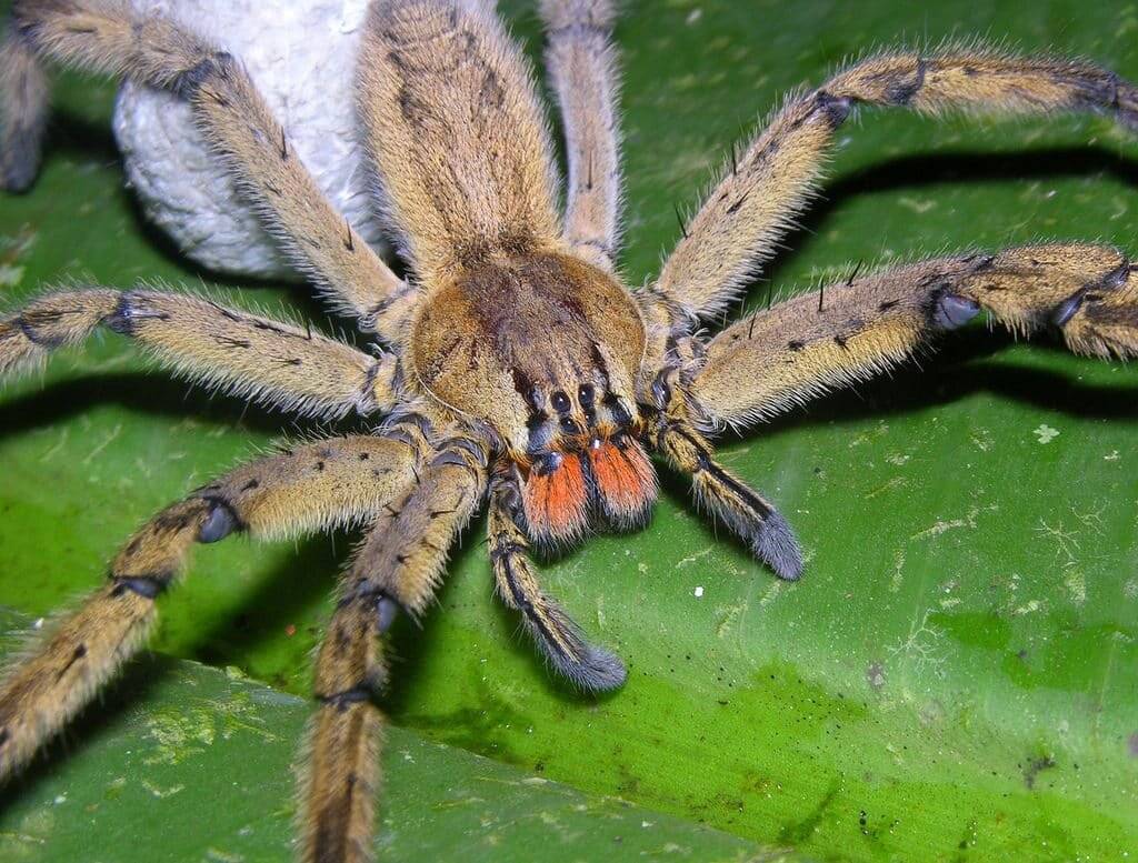 Виды пауков с фото и названиями: ядовитые пауки и безопасные
