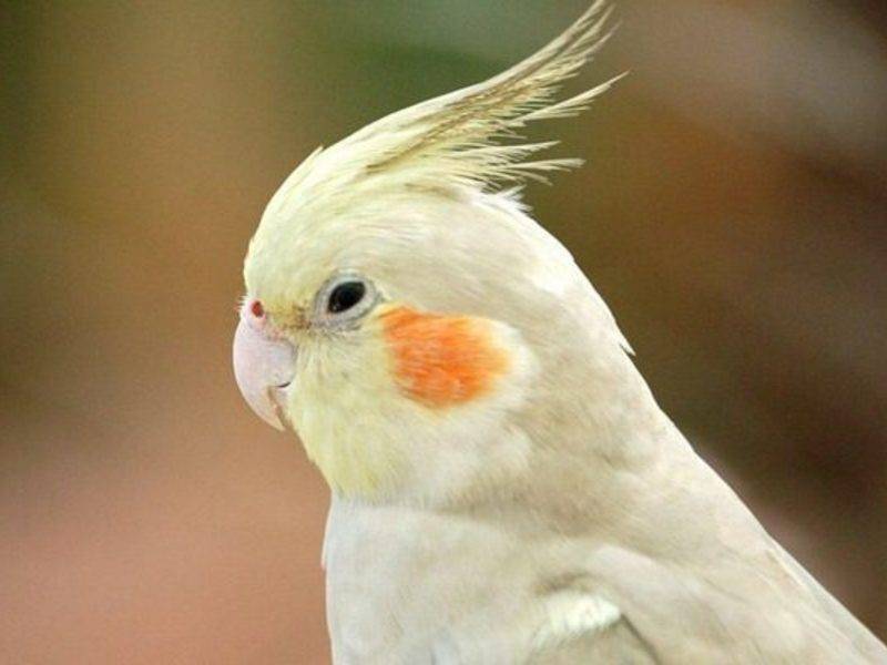 Как научить разговаривать попугая корелла: полезные советы