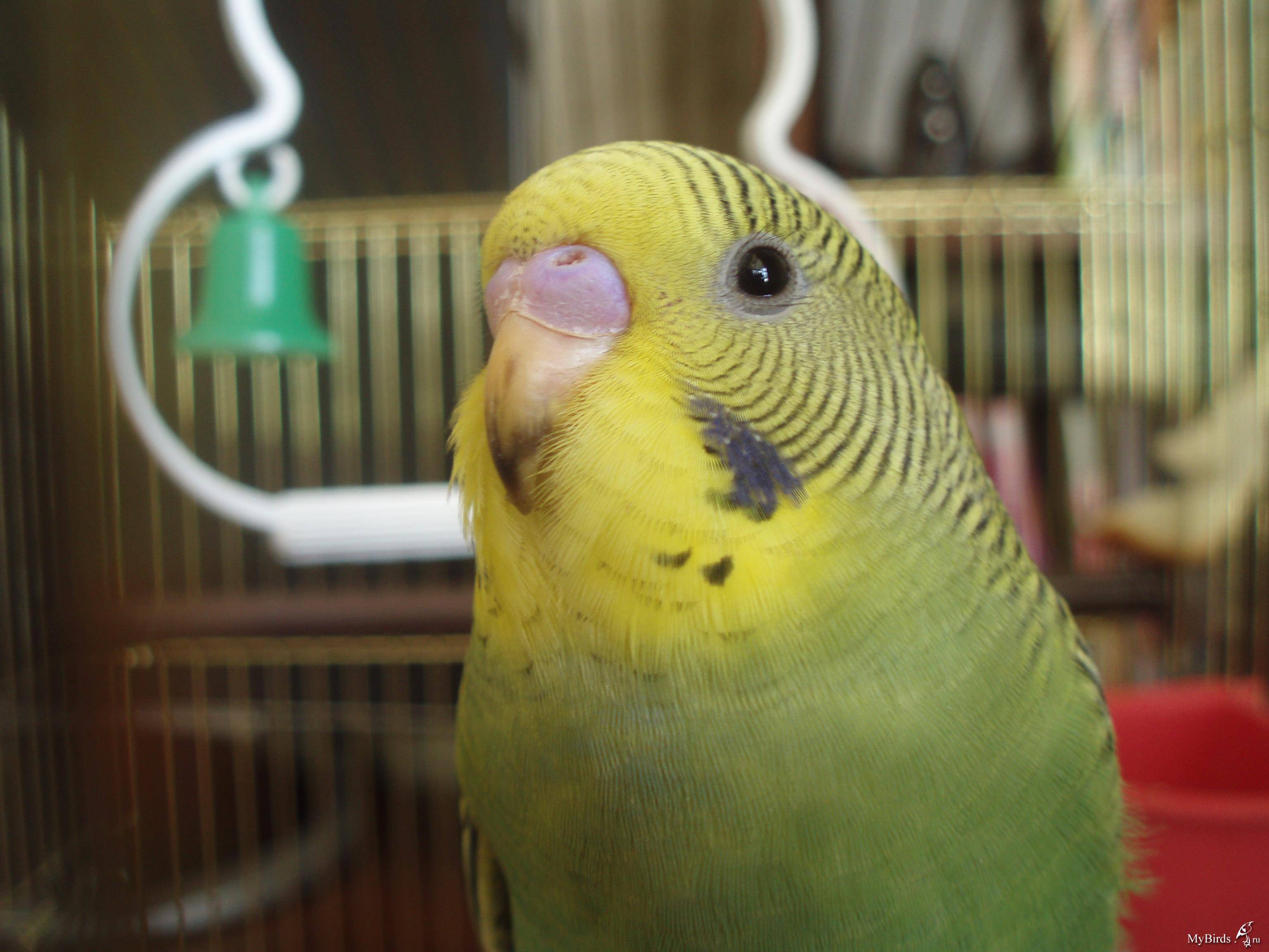 Воспаление зоба у волнистых попугаев лечение в домашних условиях