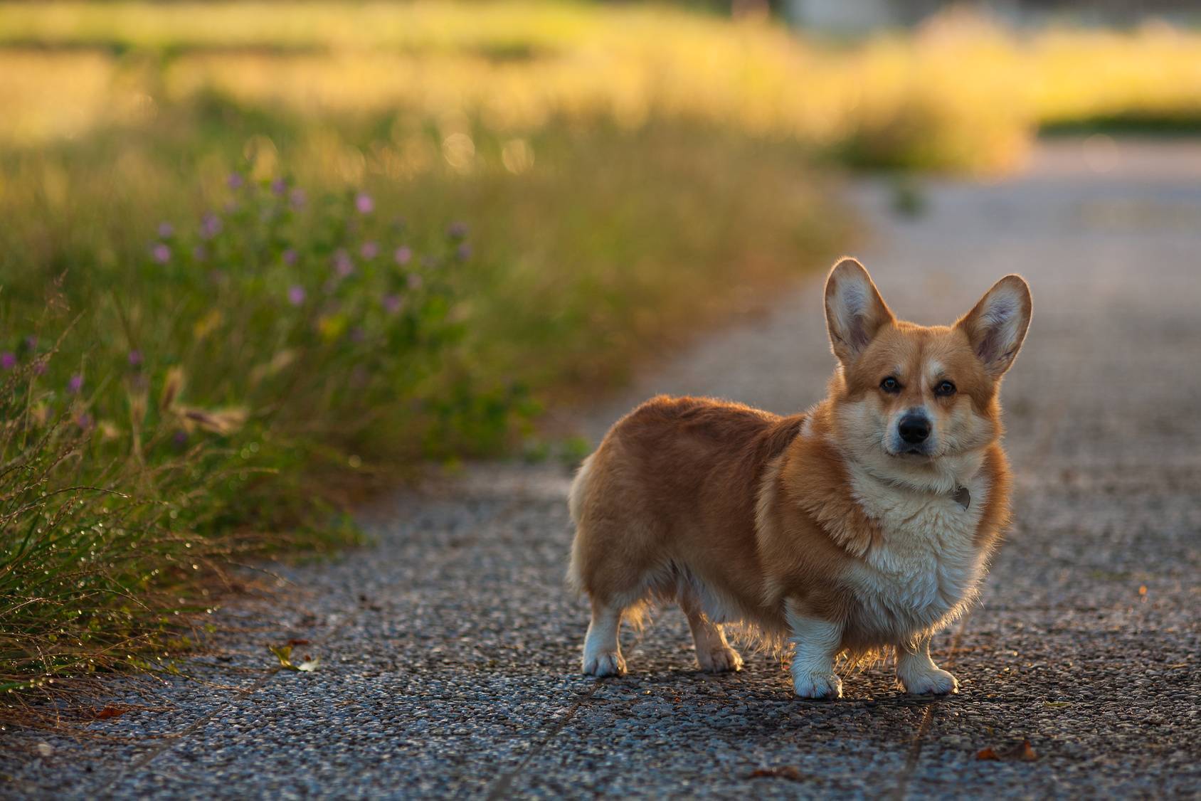 Вельш-корги пемброк: фото собаки, цены и описание породы