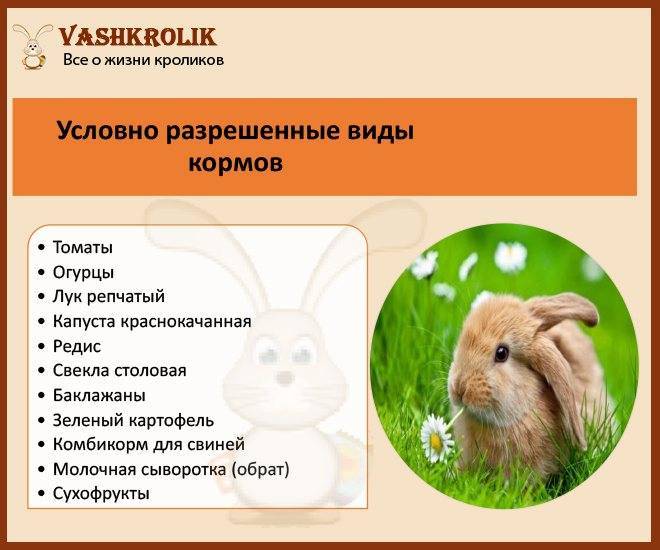Можно ли давать кроликам овес: как кормить и в каких количествах