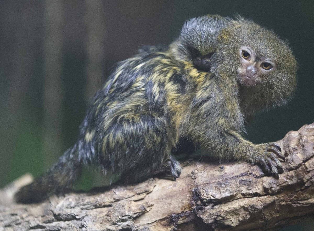 Мармозетка: описание обезьянки, чем питаются, где обитают