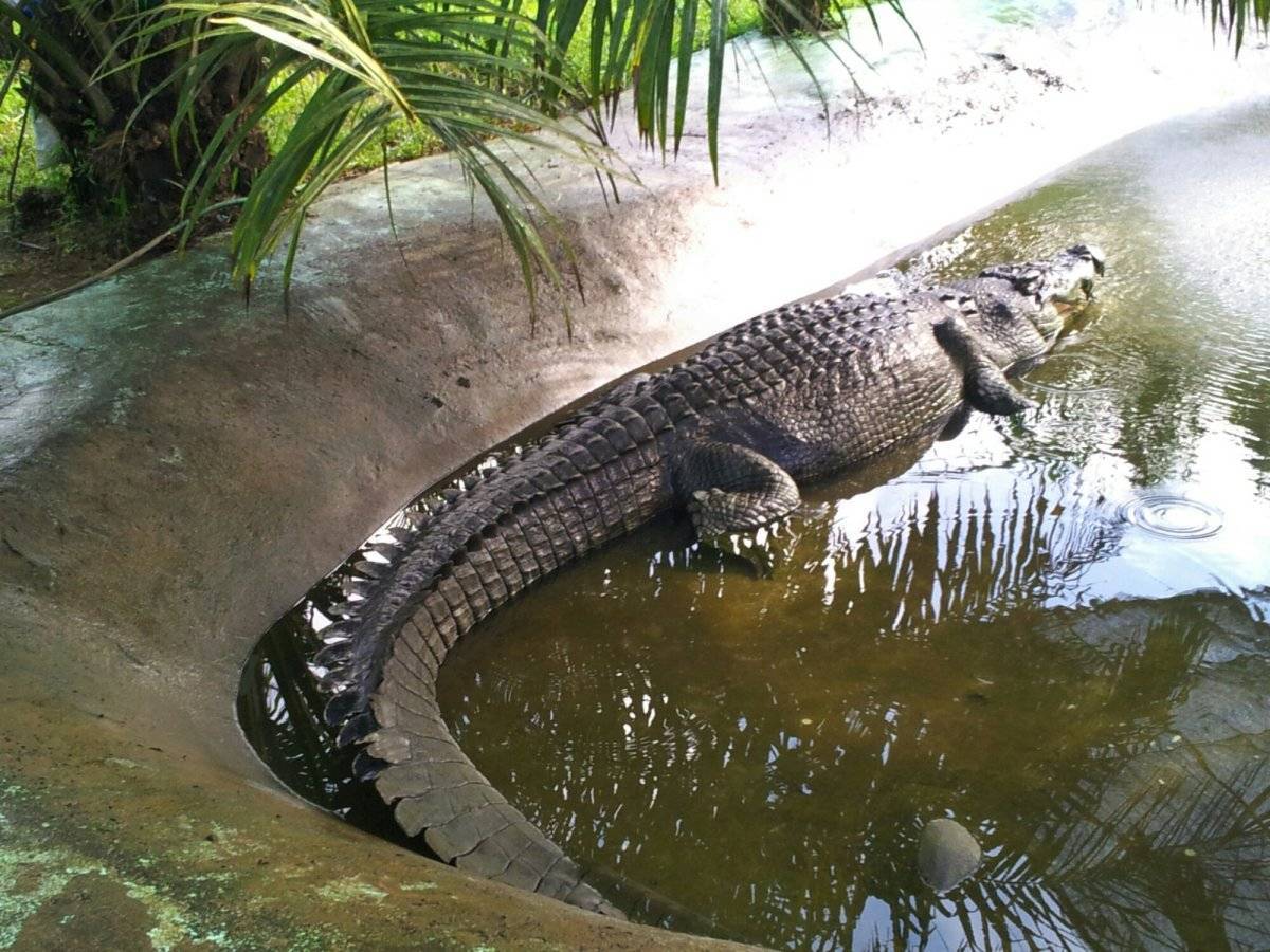 Какие виды крокодилов самые крупные на земле – список, характеристика и фото