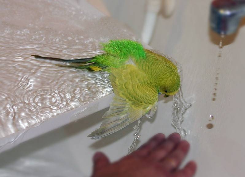 Как приручить волнистого попугая купаться в домашних условиях: можно ли мыть и как часто надо купать птицу, как правильно купать в песке, траве, под краном