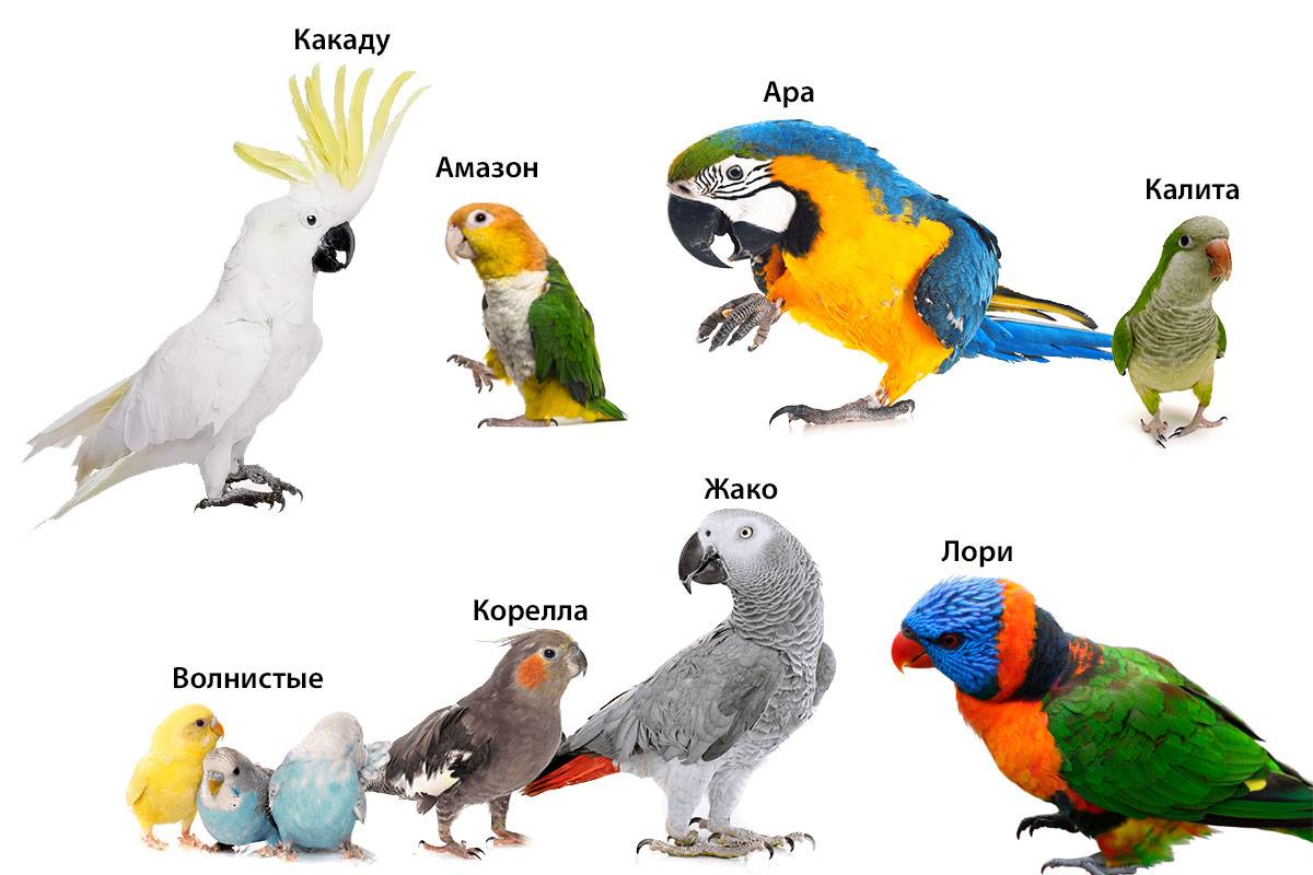 От мала до велика –  рассматриваем породы попугаев |