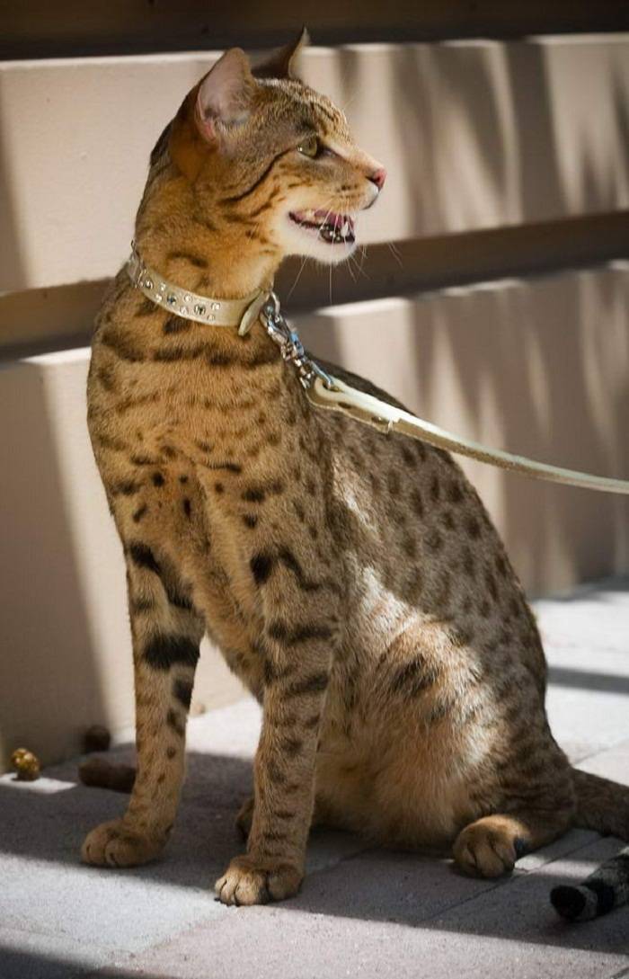 Ашера: описание породы одной из самых дорогих кошек в мире