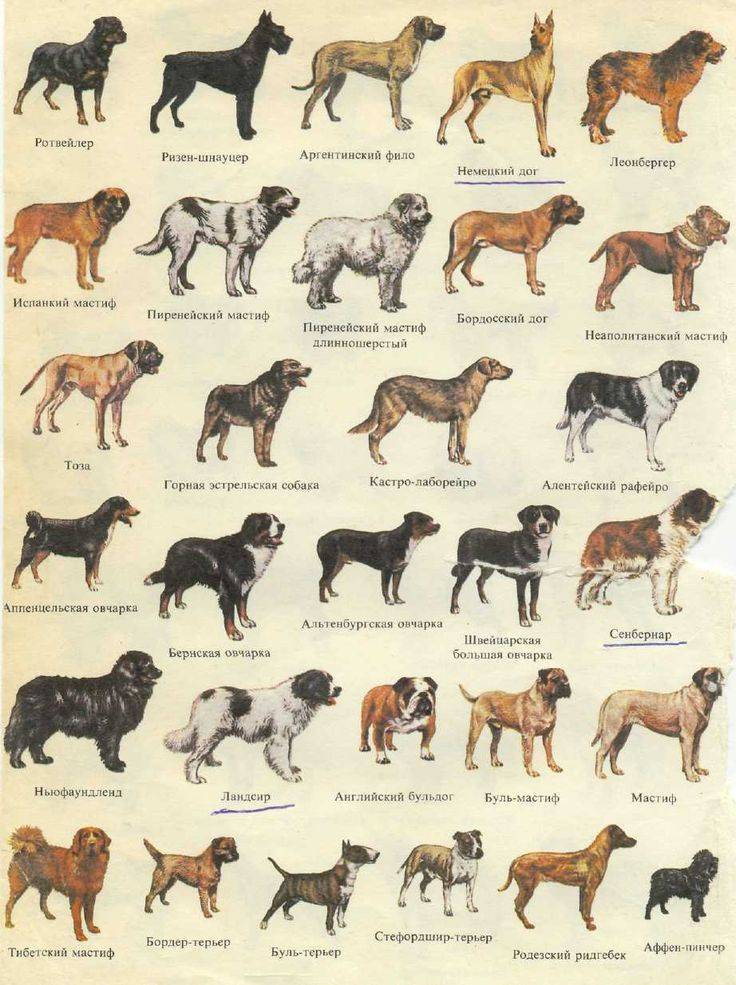 Топ-10 самых сильных собак. какие породы входят в список самых сильных собак в мире? - автор екатерина данилова - журнал женское мнение