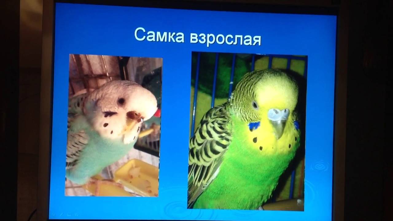 Какими способами можно определить пол волнистого попугая