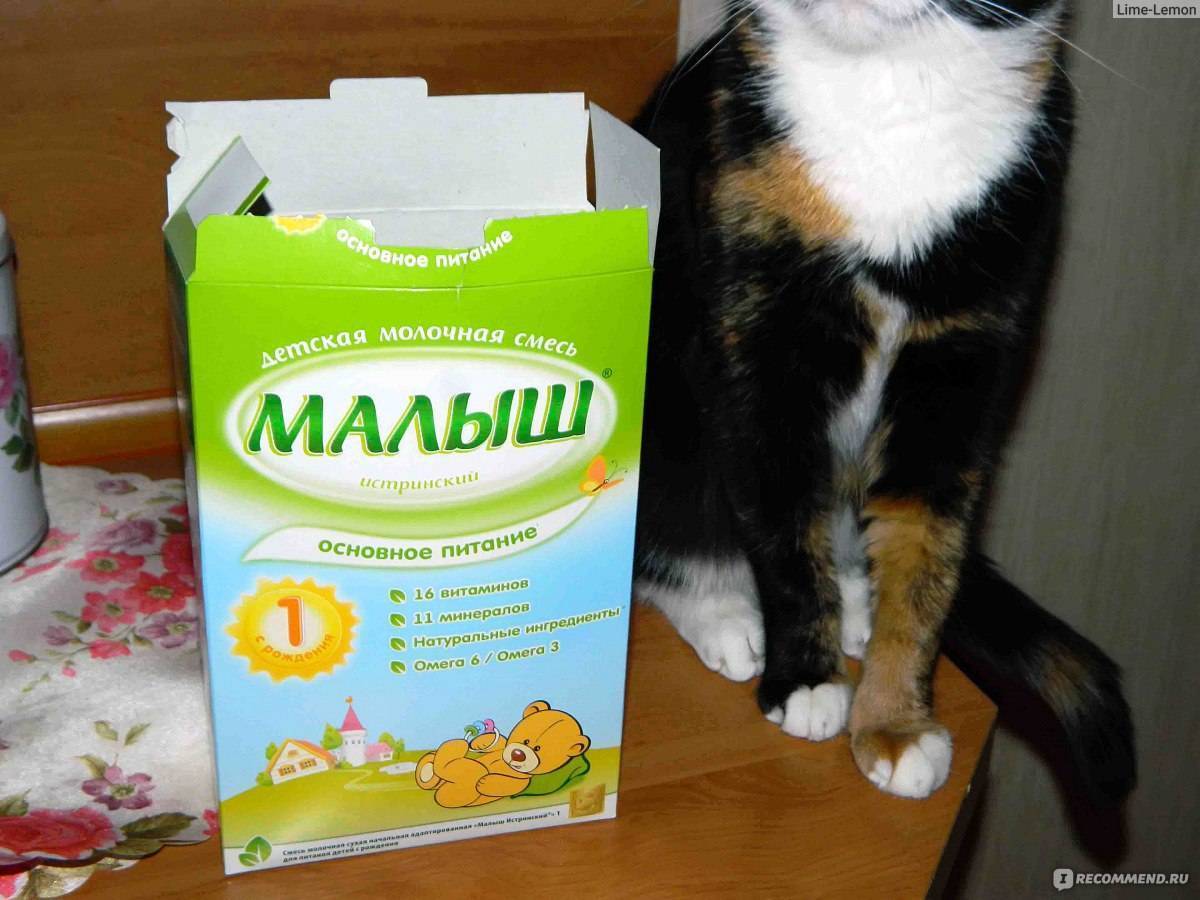 Можно ли кошке давать молоко: состав продукта, полезные свойства, молоко котенку
