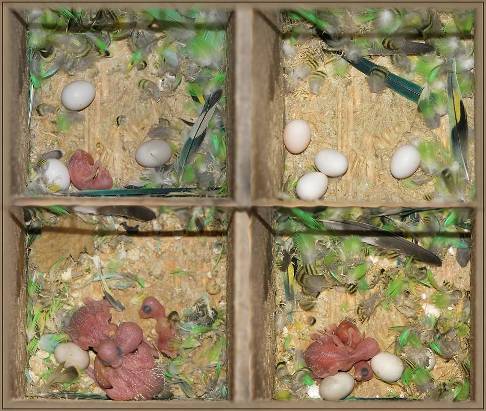 Сколько по времени высиживают яйца волнистые попугаи?
