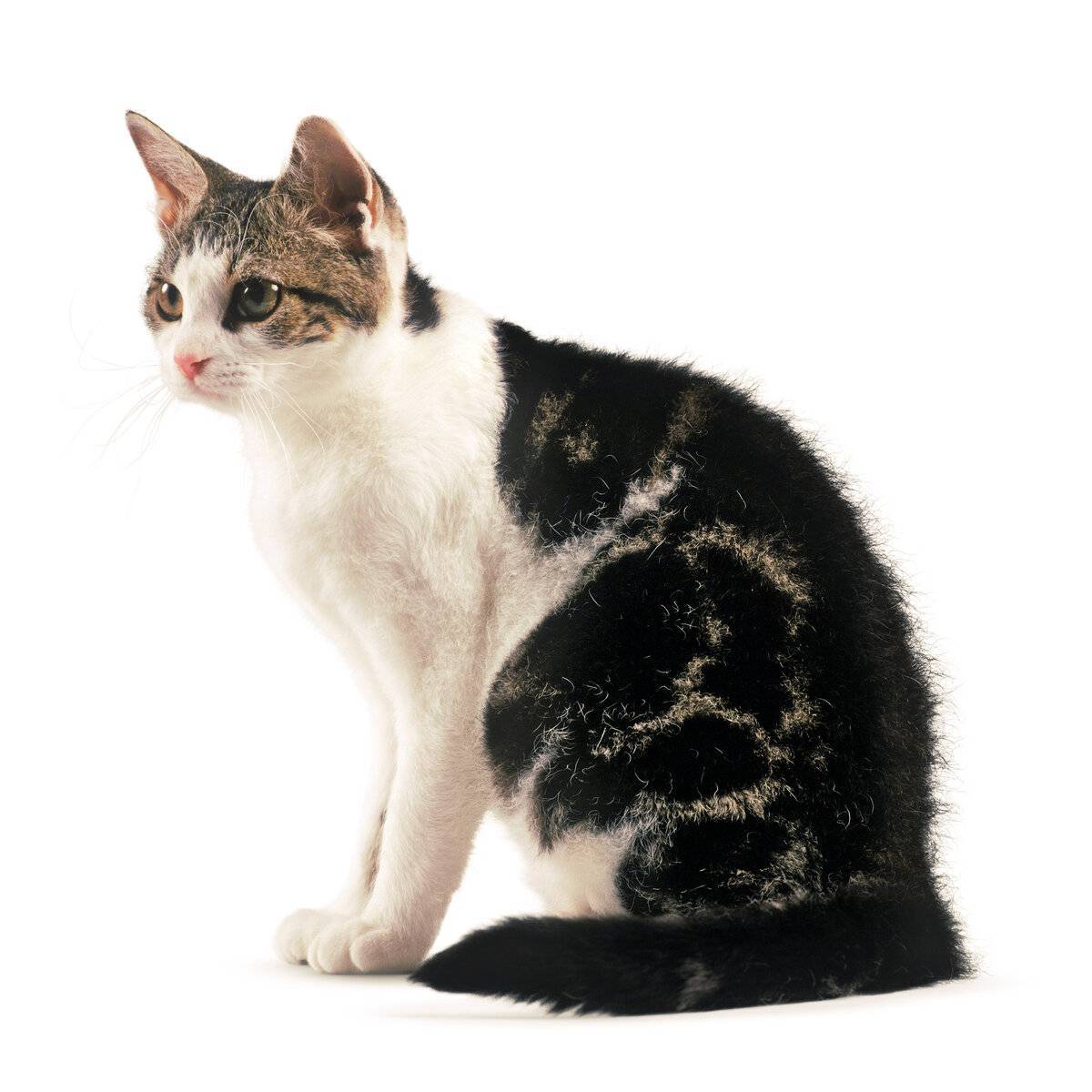 Американская жесткошерстная кошка — описание породы, уход и содержание