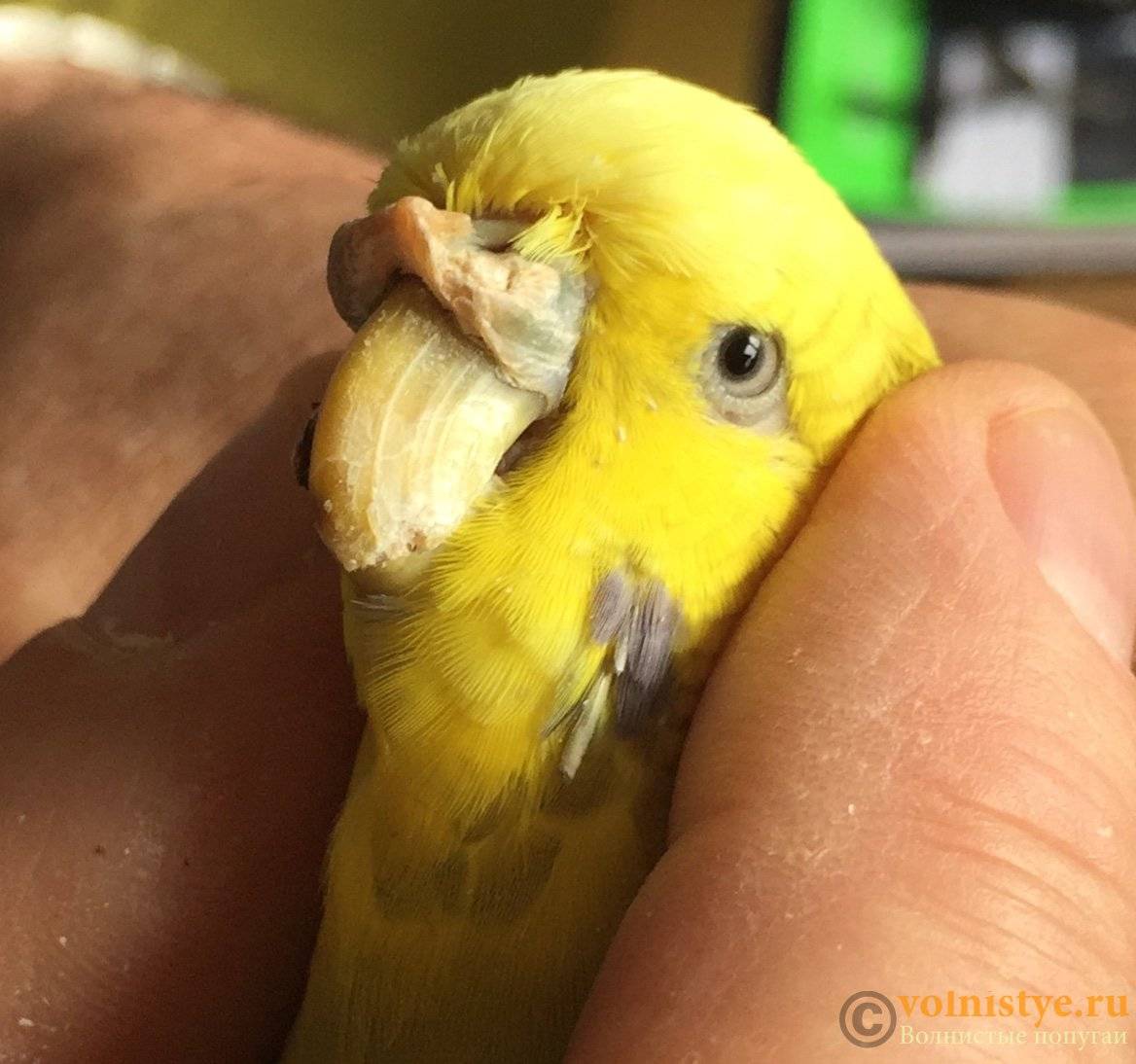 Облазит клюв у попугая: фото, причины, лечение