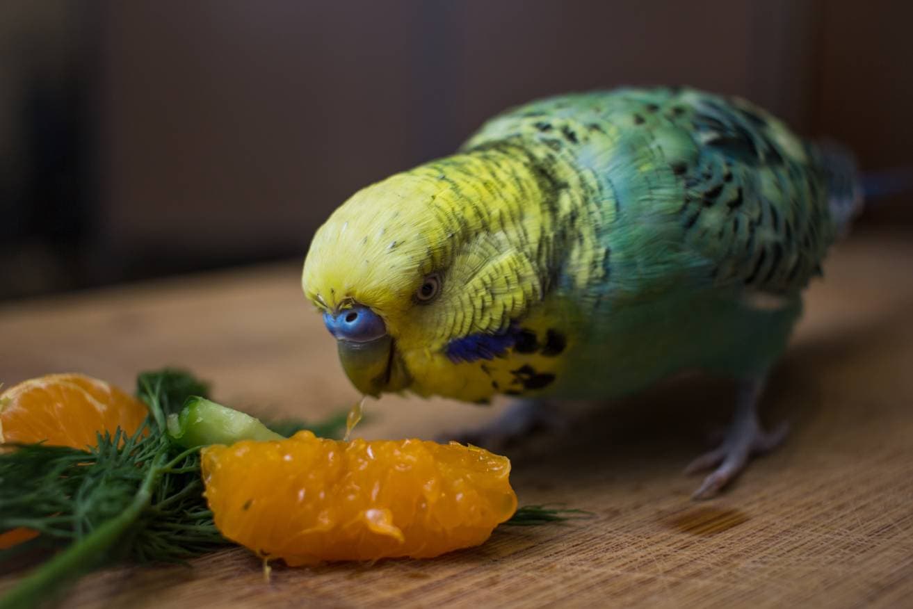 Можно ли есть попугаям мандарины