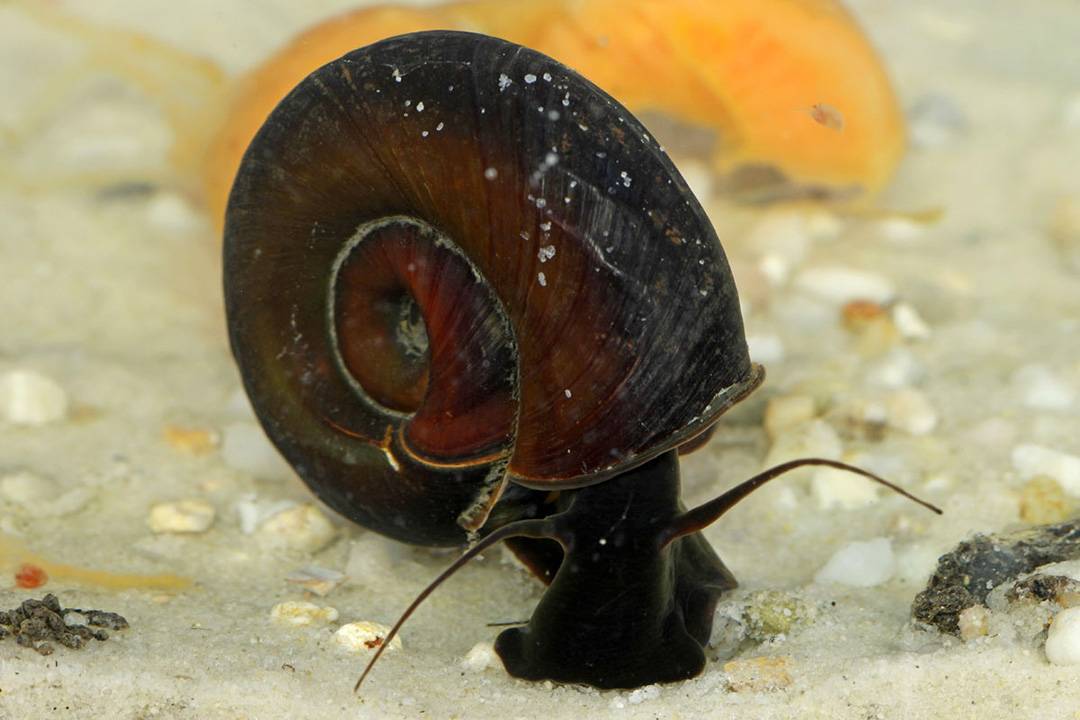 Аквариумная улитка: все о моллюске с фото и видео