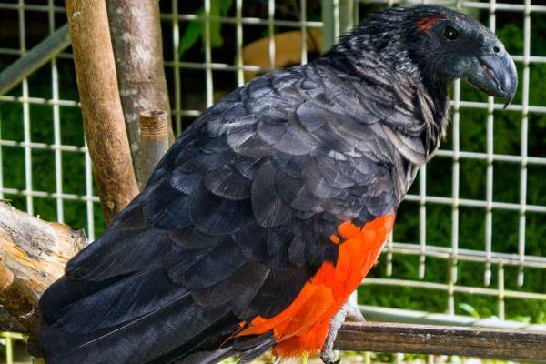Ожереловый попугай. описание, особенности, виды, уход и содержание птицы | живность.ру
