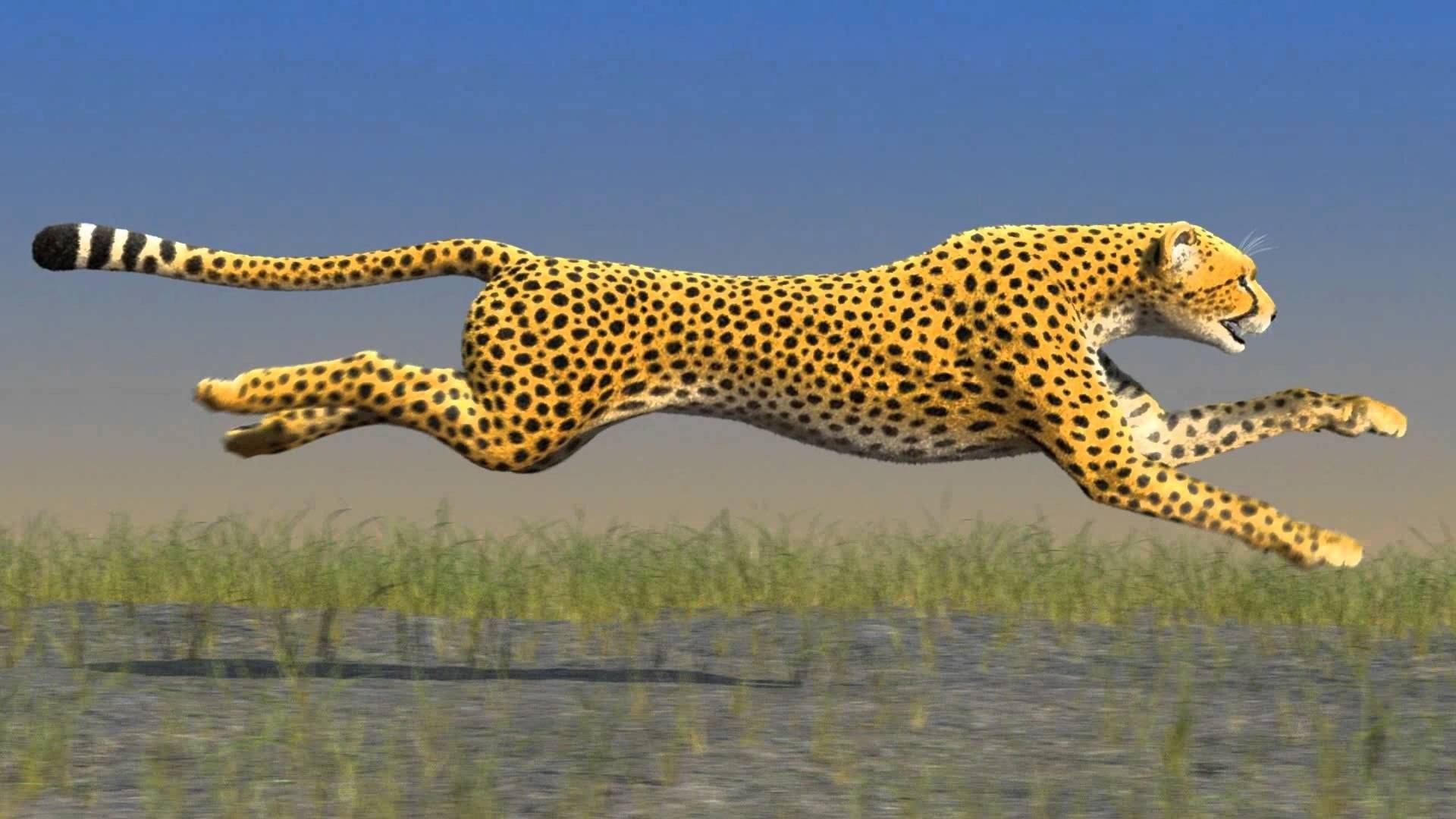 Топ-10 самых быстрых животных в мире (скорость)