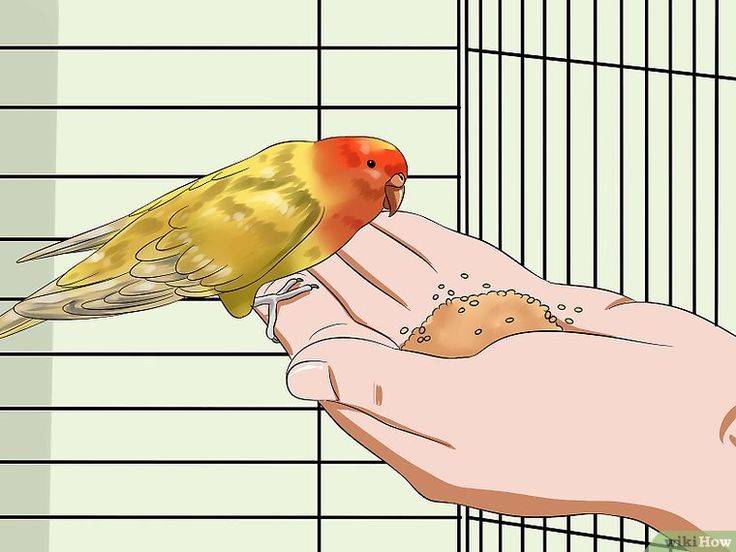 Простые способы завоевать доверие вашего попугая