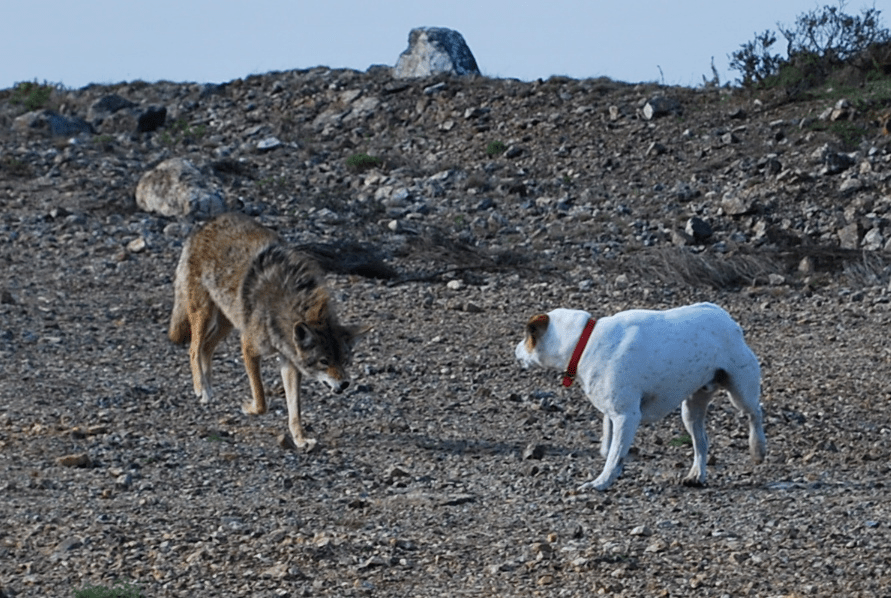 Волк против собака