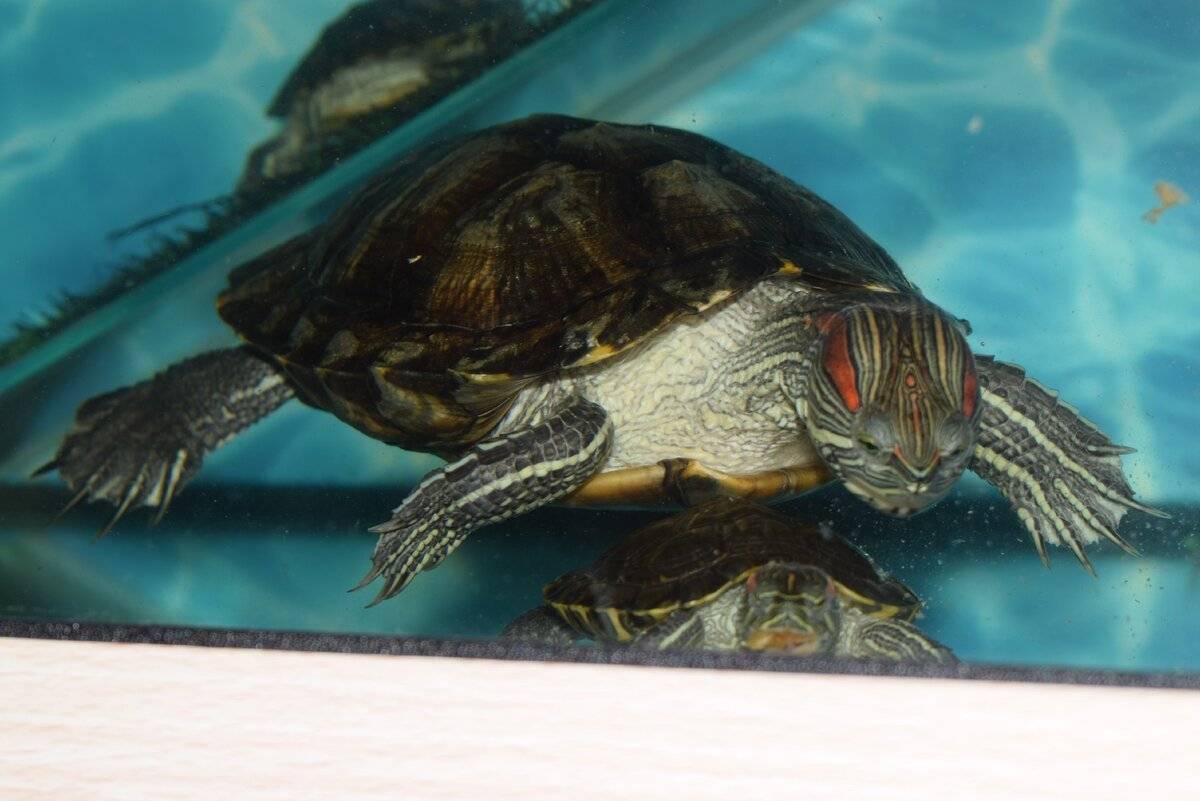 Как спариваются черепахи: подготовка к размножению домашних красноухих черепашек
