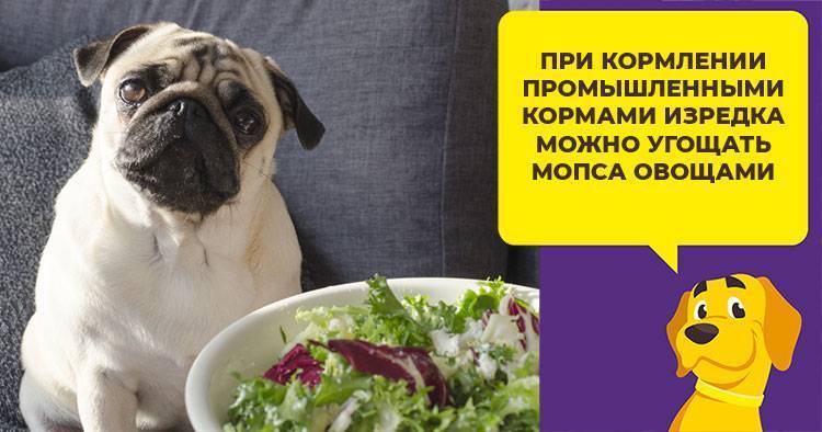 Чем кормить мопса: список разрешенных и запрещенных продуктов, как правильно выбрать корм, питание для щенков и взрослых собак