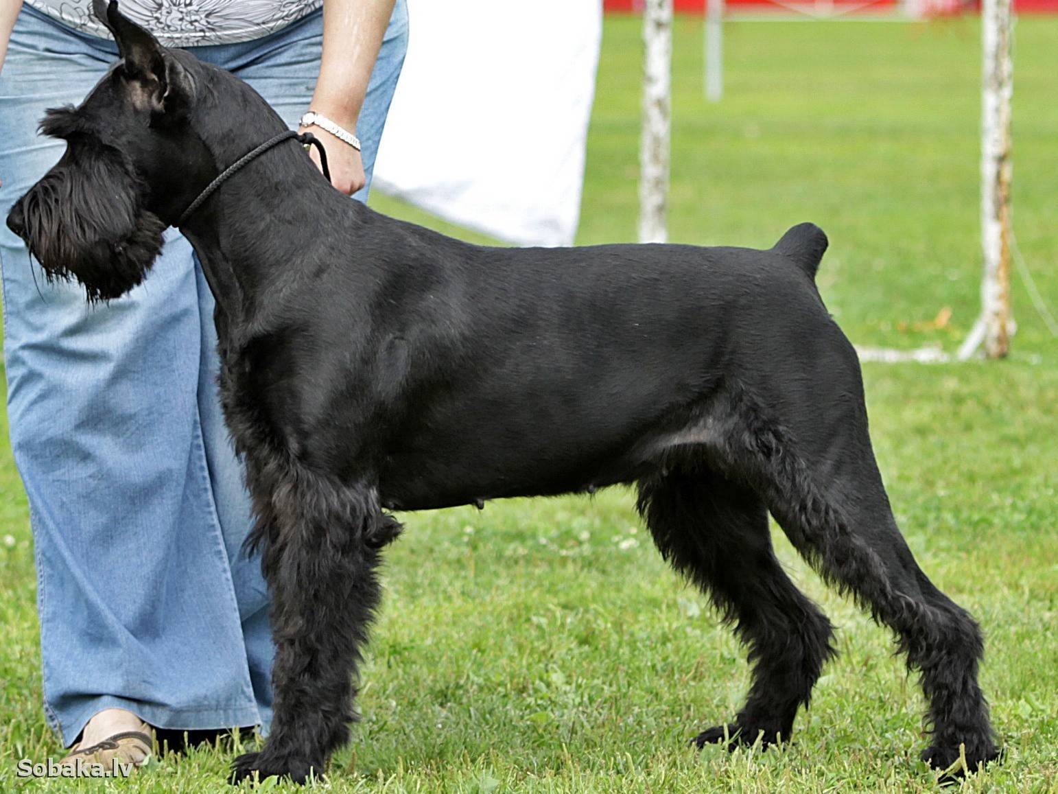 Ризеншнауцер — описание: плюсы и минусы большой черной собаки