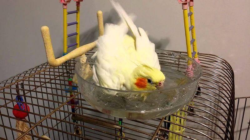 Купалка для волнистого попугая, корелла: как приучить попугая купаться в купалке