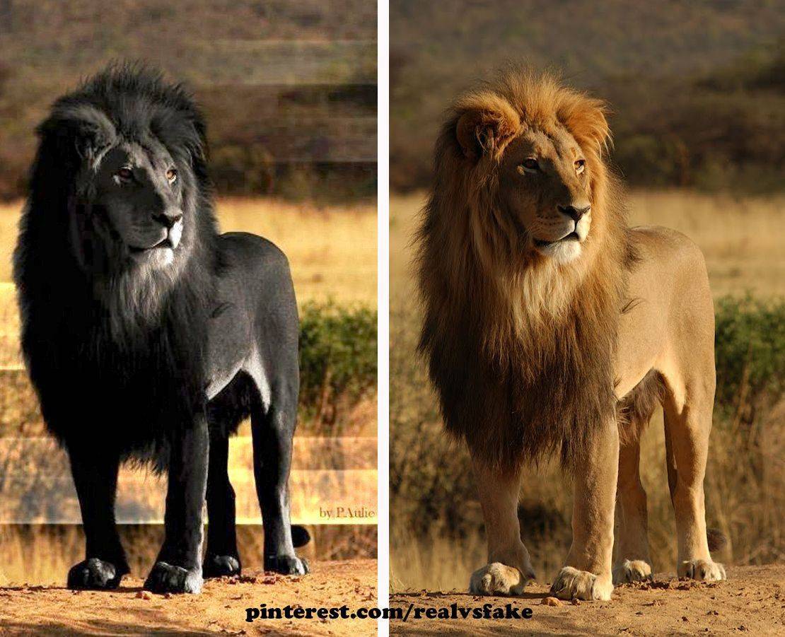 Черный лев существует или нет. черный лев