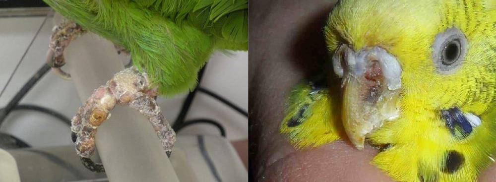 Можно ли заразиться от попугая болезнями и чем?