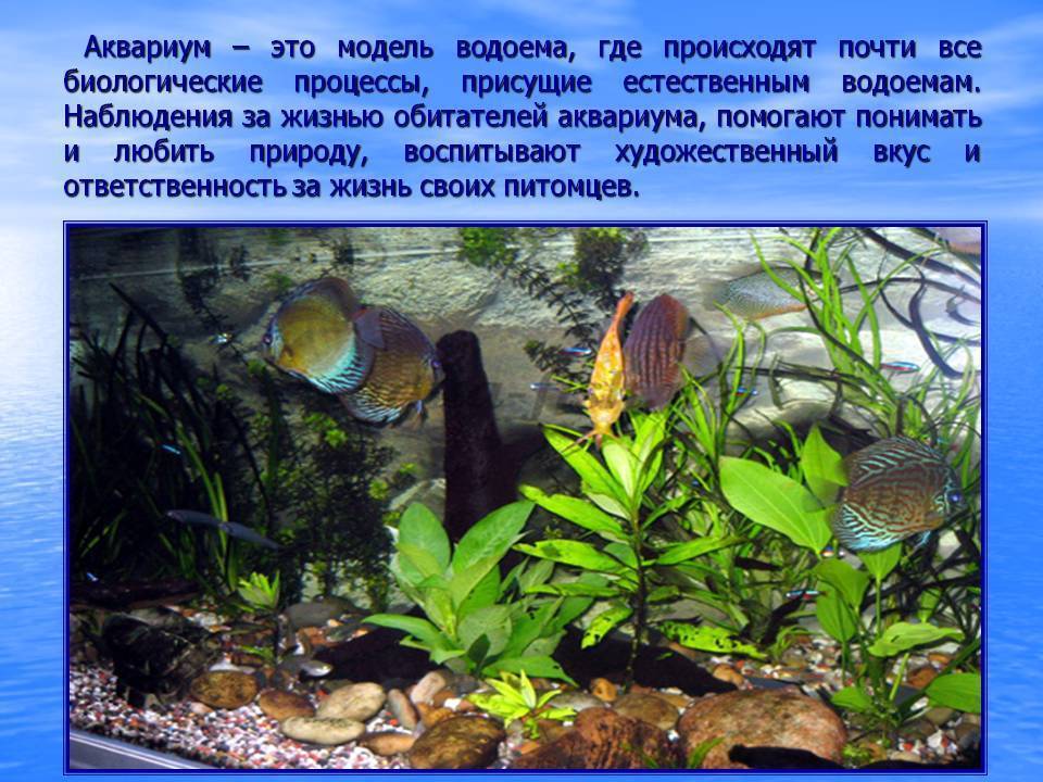 Самые необычные обитатели аквариумов (фото), топ-10 самых необычных обитателей аквариумов - улитки амфибии моллюски тритоны