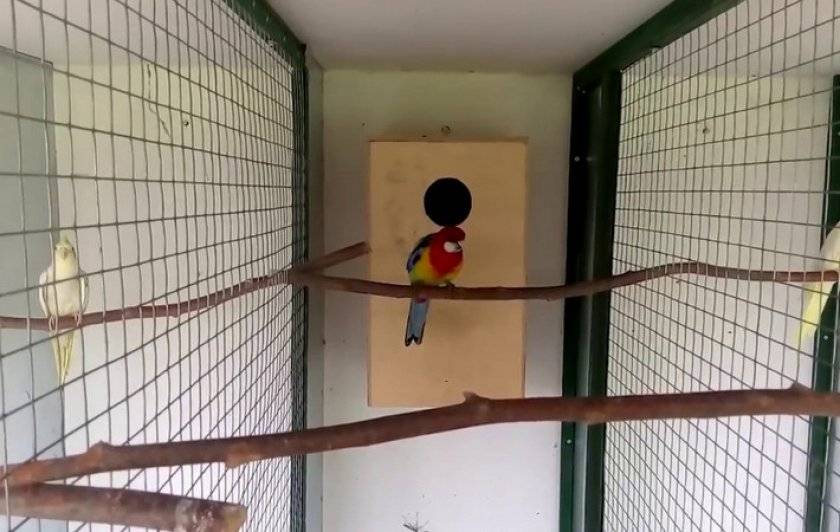 [новое исследование] вольер для попугаев: плюсы и минусы, как сделать своими руками, где разместить, чем обустроить комнатный и уличный
