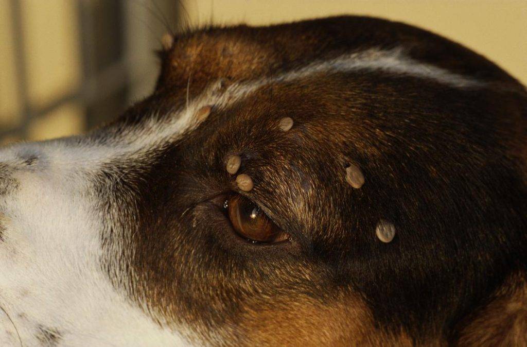 Пироплазмоз у собак | апиценна