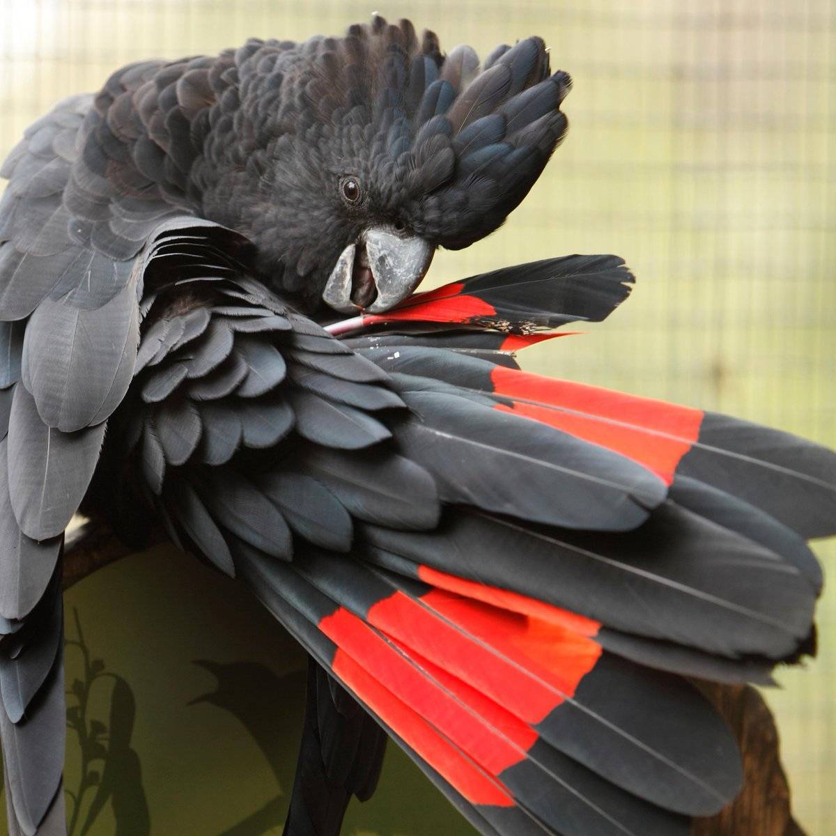 Попугай какаду: где обитает, виды, фото, содержание дома