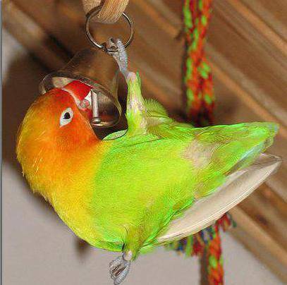 Попугаи-неразлучники: птицы, которые умеют любить | ботаничка.ru | дзен