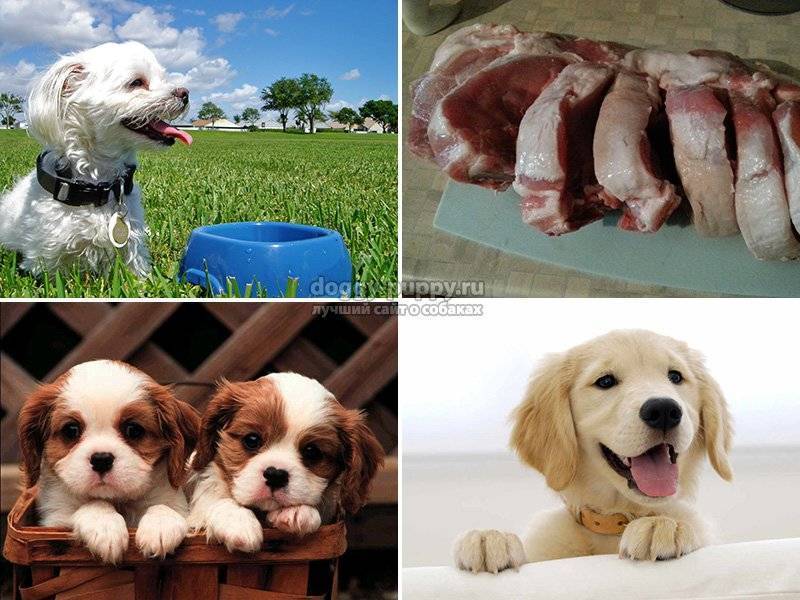 Можно ли кормить собак сырым мясом: опасности кормления, последствия, все плюсы и минусы