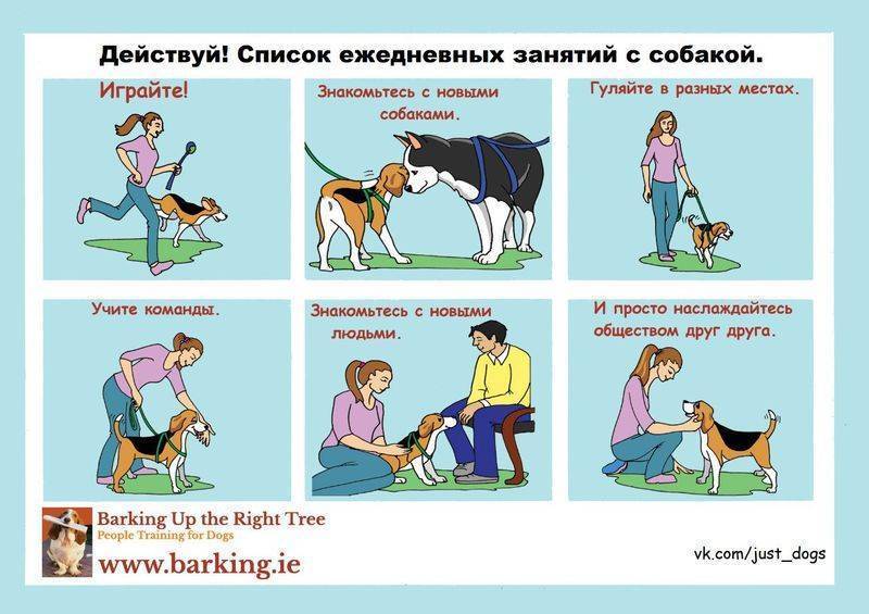 Как воспитывать щенка: правила для новичков