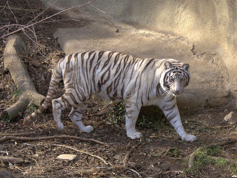 Животное тигр - описание, фото в дикой природе, интересные факты, виды, окрасы, где живут, чем питаются
