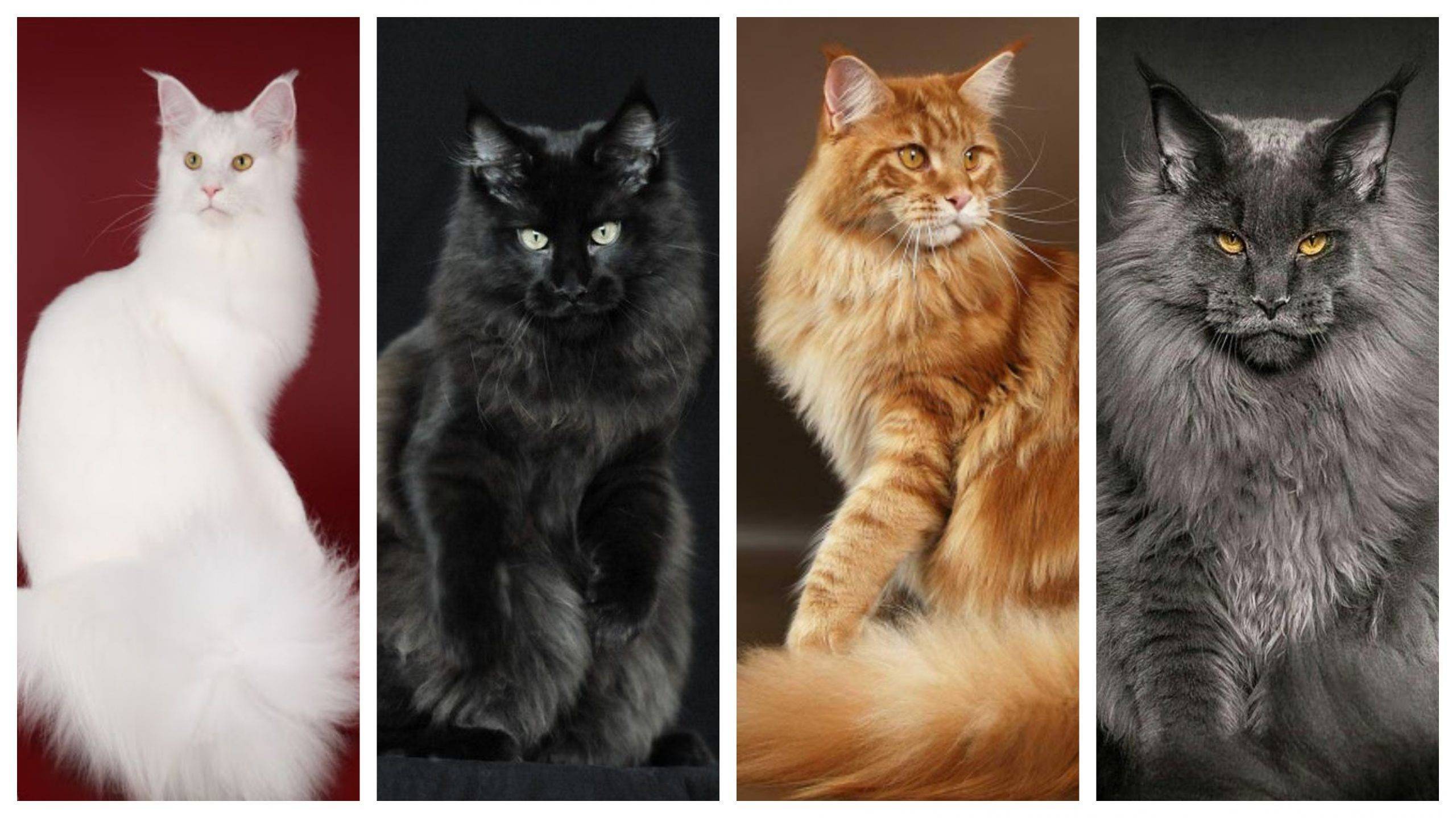 Мейн-кун: описание породы кошек, фото, окрасы, размеры и таблица веса по месяцам, характер и повадки