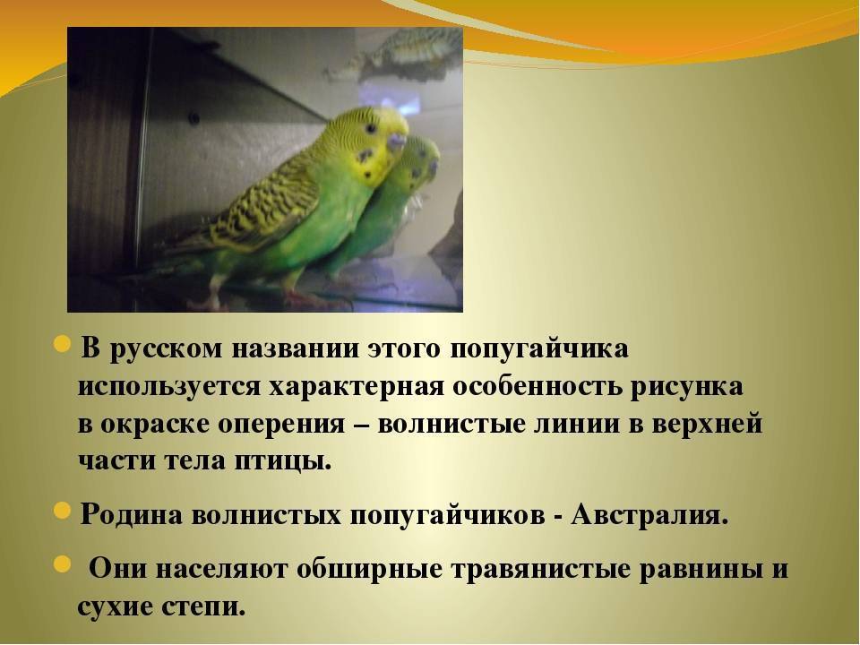 ᐉ как понять что попугай начинает говорить? - zooshop-76.ru