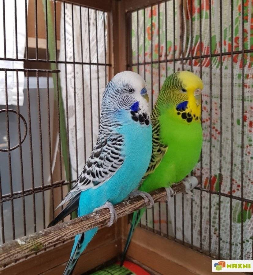 Как выбрать волнистого попугая для дома: в зоомагазине или у заводчиков, на что обращать внимание, если нужен мальчик или говорящая птица