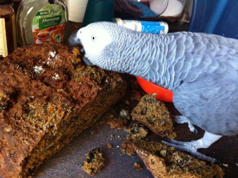 Можно ли волнистому попугаю давать хлеб?