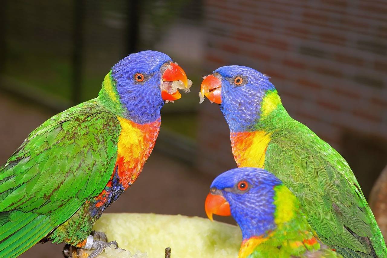Австралийские попугаи: корелла, какаду, королевский и другие представители семейства попугаевых на австралийском континенте
