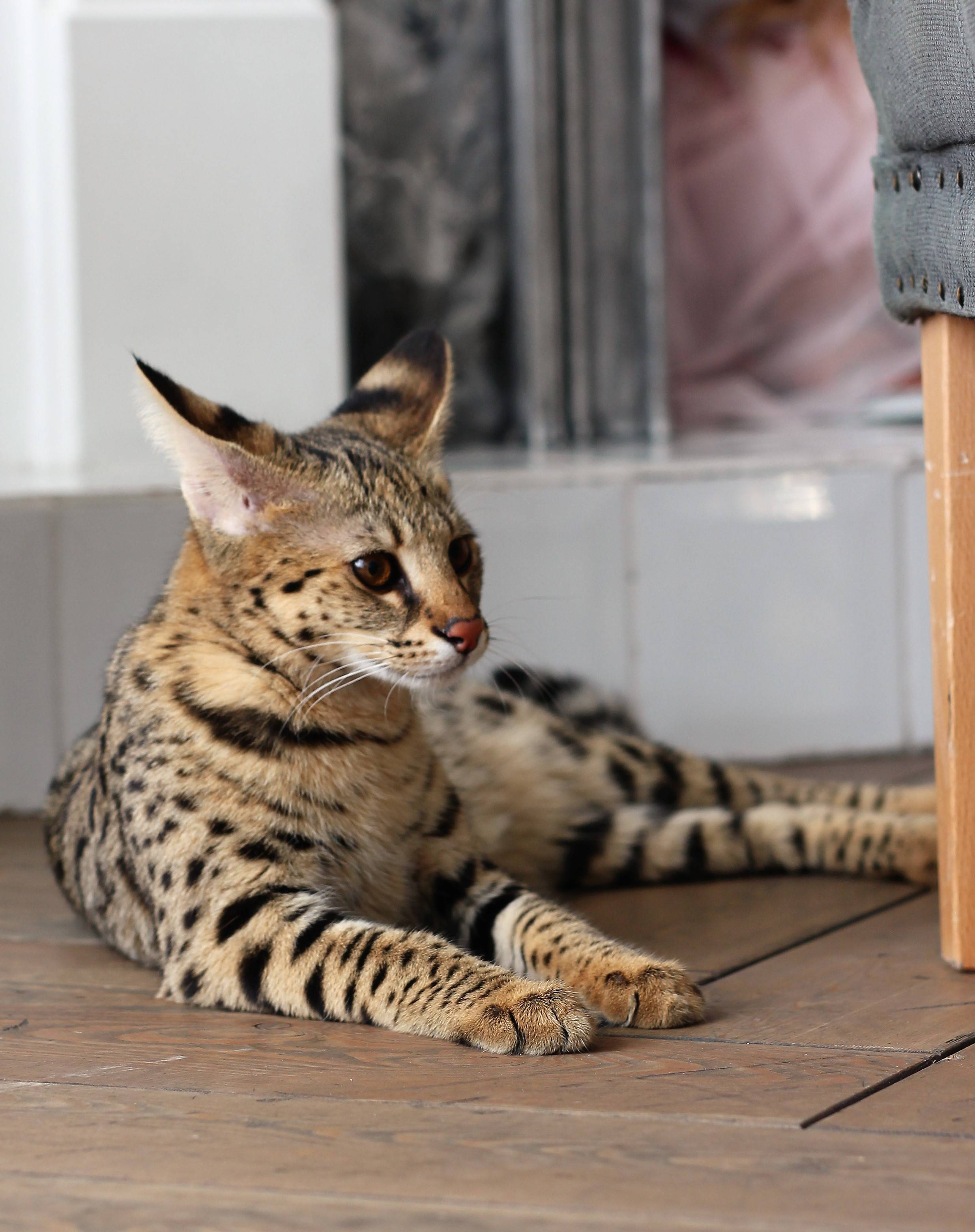 Cервал кошка: фото, описание породы, характер, цена