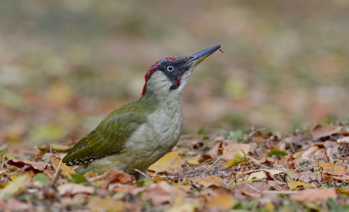 Птица дятел (dendrocopos): описание, кормление, виды, фото, голос