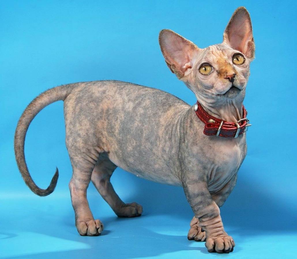 Минскин: порода карликовых котов для любителей необычных питомцев