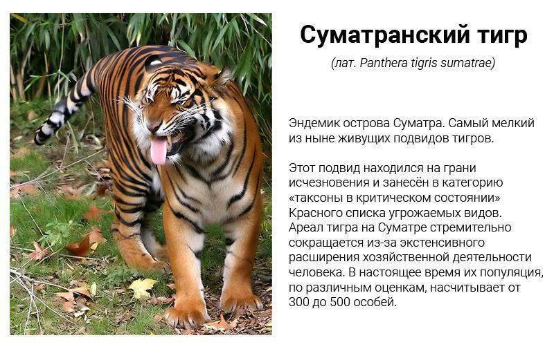 Яванский тигр (фото): как выглядит, где обитал, чем питался и интересные факты