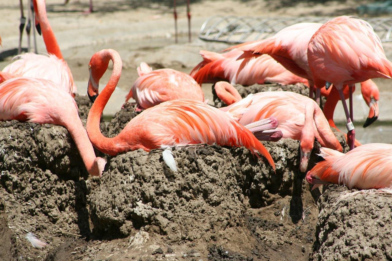 Фламинго птица - описание. виды. картинки. интересные факты. ареал обитания | mp