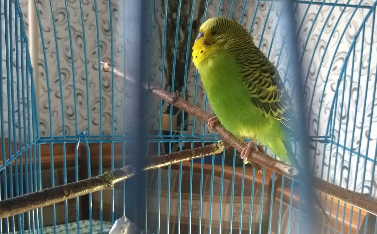 Воспаление зоба у попугая: причины, симптомы и лечение